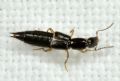 Ochthephilum fracticorne